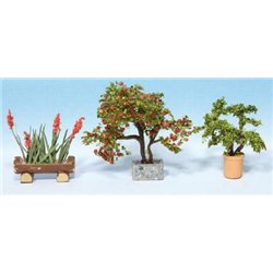 Ornamental Plants in Flower Pots (3)