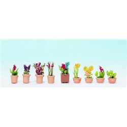Ornamental Plants in Flowerpots (9)