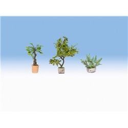 Ornamental Plants in Flower Pots (3)