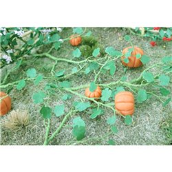 Pumpkins (6)