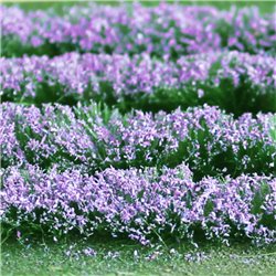 Lavender (125mm x 155mm Sheet)