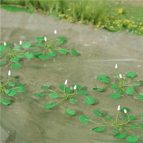 Water Lillies (10)