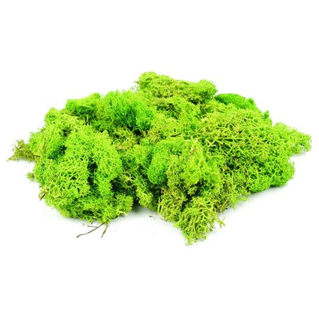 Light Green Lichen