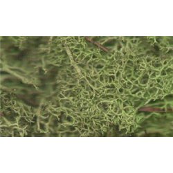 Light green lichen