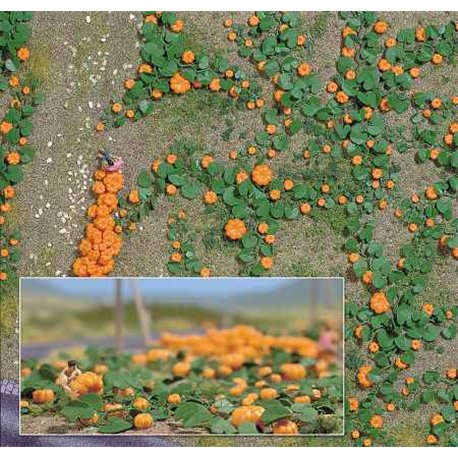 Ho Pumpkin Field