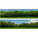 Scenic Backgrounds - Tall Trees Pack C