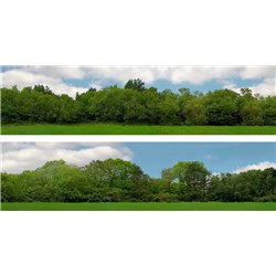 Scenic Backgrounds - Tall Trees Pack D