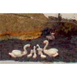 Swans & Cygnets (Unpainted)