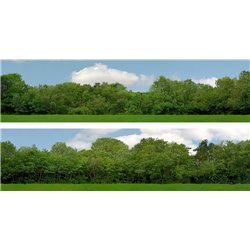 Tall Trees (pack A) 2 x 5' x 15" premium OO gauge backscene