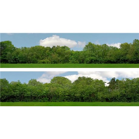 Tall Trees (pack A) 2 x 5' x 15" premium OO gauge backscene