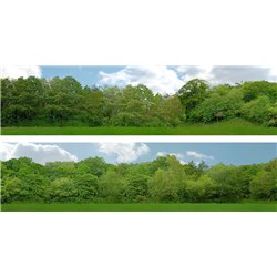 Tall Trees (pack B) 2 x 5' x 15" premium OO gauge backscene