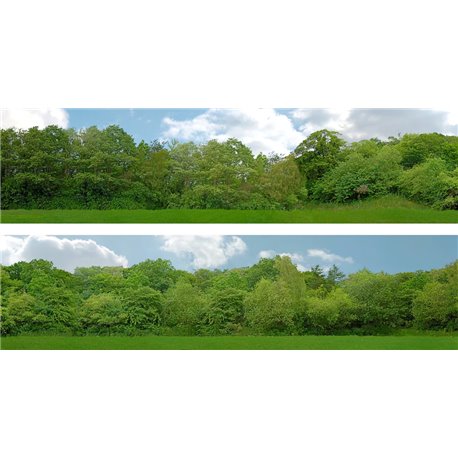 Tall Trees (pack B) 2 x 5' x 15" premium OO gauge backscene