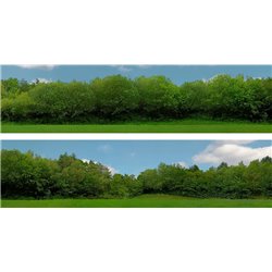 Tall Trees (pack C) 2 x 5' x 15" premium OO gauge backscene