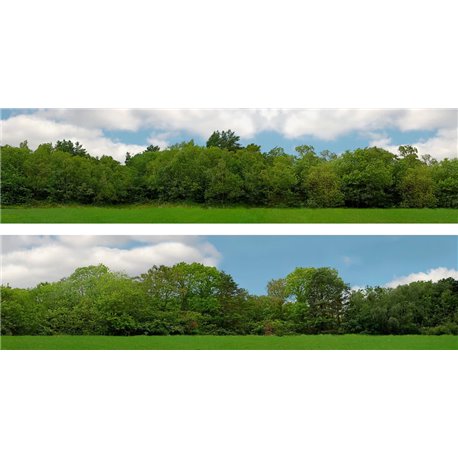 Tall Trees (pack D) 2 x 5' x 15" premium OO gauge backscene