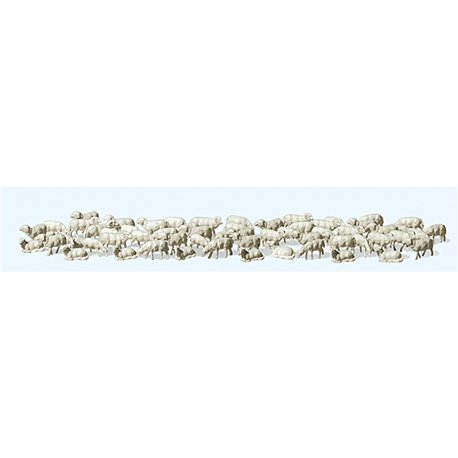 Shepherds Flock (60)