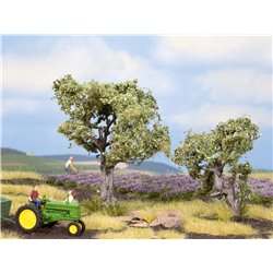 Olive (2) Profi Trees 6/9cm
